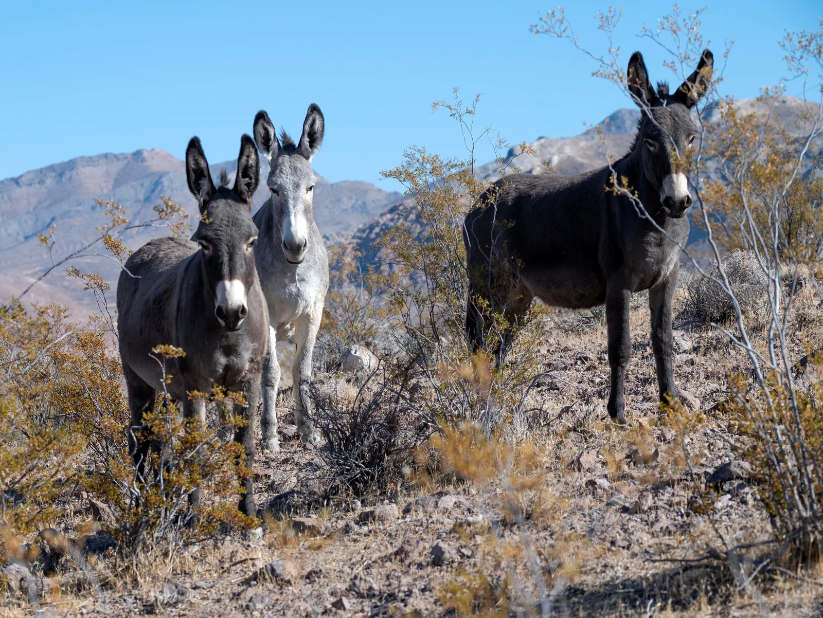Wild burros near Beatty, Nevada