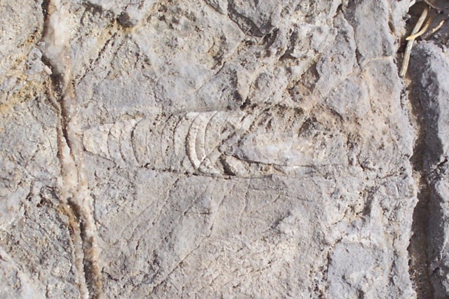 Fossil in Beatty Mudmound